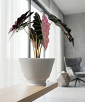 A planter pot with a plant in it is on a wooden table. The pot is white and has a ribbed design. The plant has large, green and pink leaves. In the background, there is a window with white curtains and a gray chair.