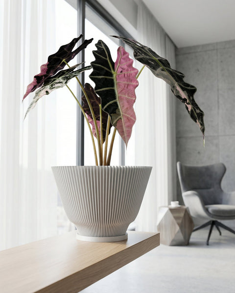 A planter pot with a plant in it is on a wooden table. The pot is white and has a ribbed design. The plant has large, green and pink leaves. In the background, there is a window with white curtains and a gray chair.