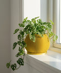 A vibrant green Monstera adansonii plant sits in a yellow, ribbed planter pot on a sunny windowsill.