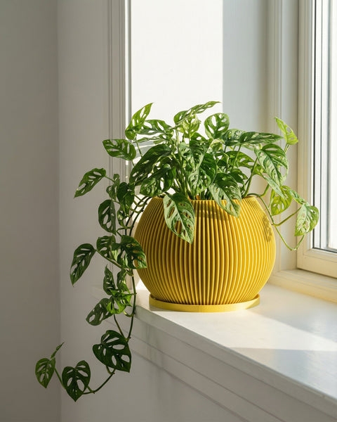 A vibrant green Monstera adansonii plant sits in a yellow, ribbed planter pot on a sunny windowsill.