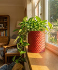 A vibrant green pothos plant spills from a red woven planter pot on a sunlit windowsill.