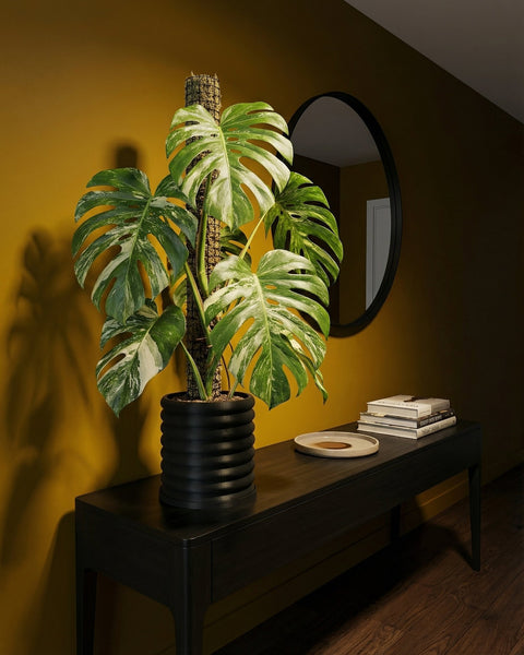 A Monstera plant in a black planter pot sits on a dark wood table against a yellow wall with a round mirror.