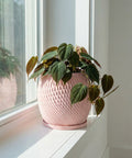 A pink planter pot with a green plant sits on a white windowsill, bathed in sunlight. The pot has a textured, woven design.