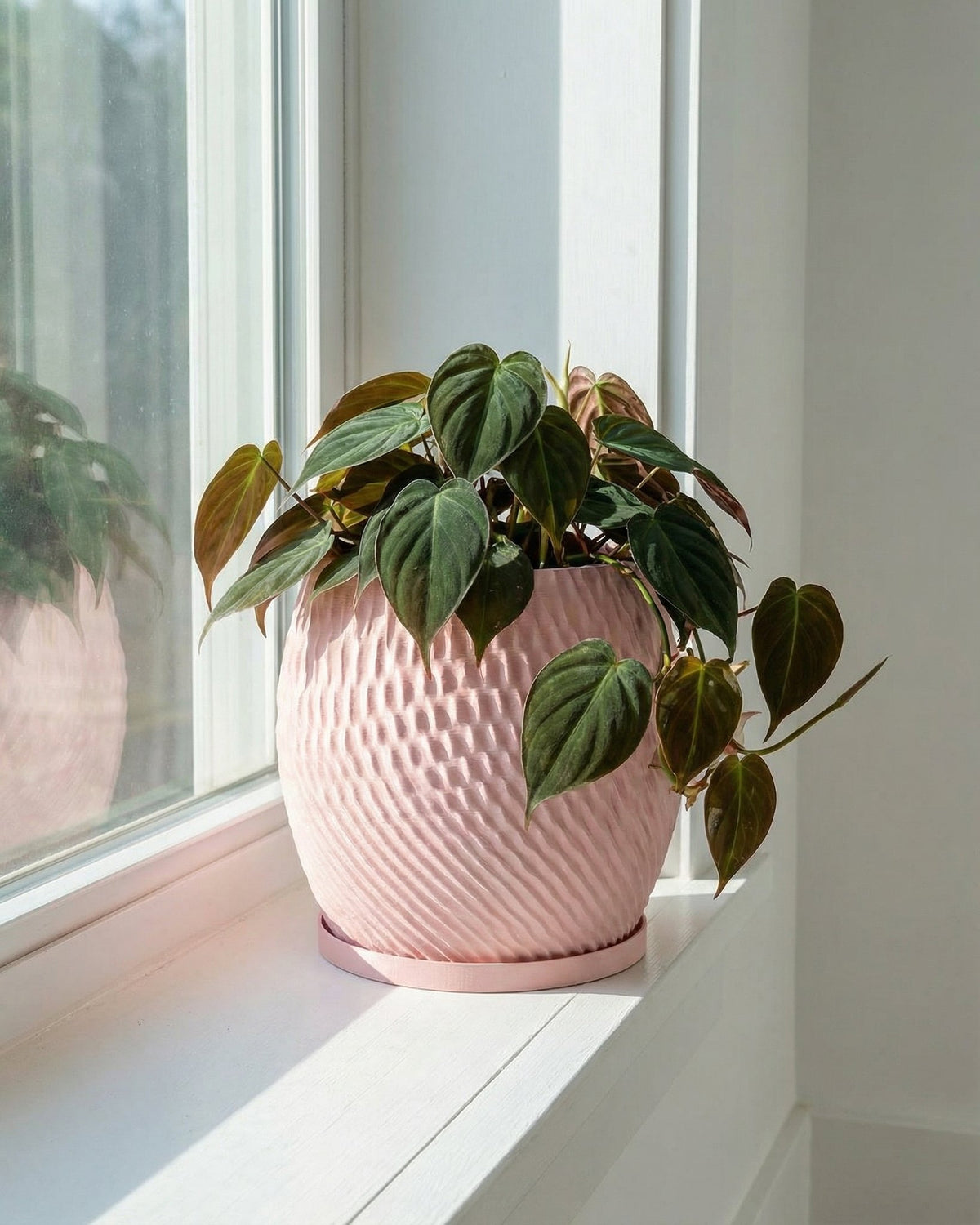 A pink planter pot with a green plant sits on a white windowsill, bathed in sunlight. The pot has a textured, woven design.