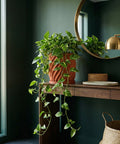 A vibrant pothos plant cascades from a terracotta planter on a wooden console table, reflecting in a round mirror.