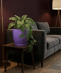 A purple planter with a plant on a wooden table next to a gray couch and a lamp.