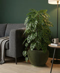 A green planter pot with vertical ridges, holding a lush Monstera adansonii plant, next to a gray couch and side table.