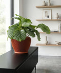 A large green plant sits in a brown planter pot on top of a black cabinet. The planter pot is the focal point of the image.