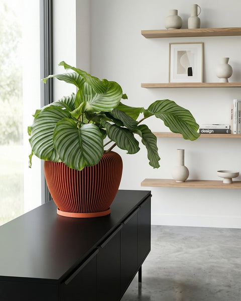 A large green plant sits in a brown planter pot on top of a black cabinet. The planter pot is the focal point of the image.
