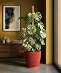 A Monstera plant in a red planter pot with a moss pole, set against a mustard-colored wall. The pot has a woven texture.