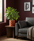 A terracotta planter with a green plant sits on a wooden table next to a gray couch with a throw blanket.