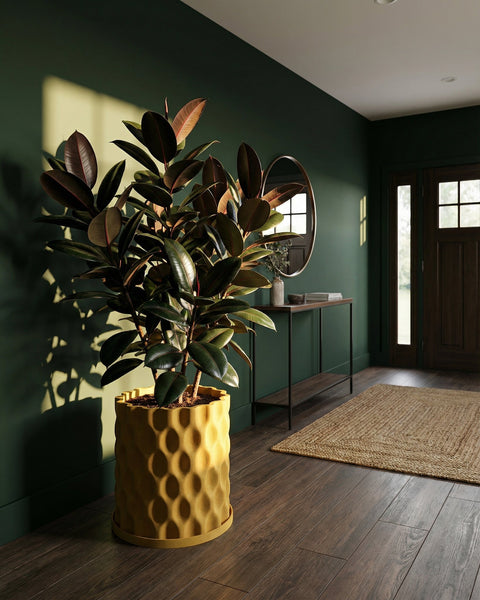A rubber plant in a yellow planter pot sits on a dark wood floor in a room with dark green walls. The pot has a textured, geometric design.