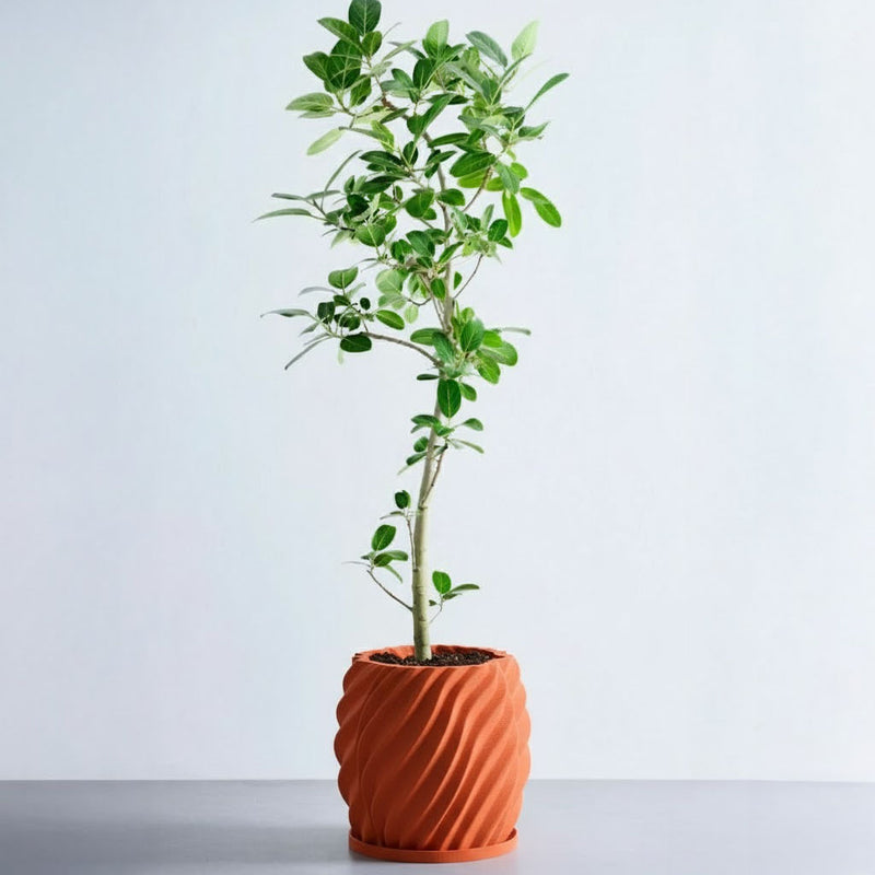 Terracotta Orange Opal