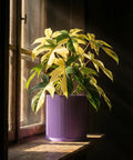 A vibrant plant in a purple, ridged planter pot sits on a sunlit windowsill, contrasting against a dark background.