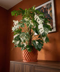 A Monstera Albo plant in a terracotta-colored planter pot with a spiral design, sitting on a wooden cabinet against an orange wall.