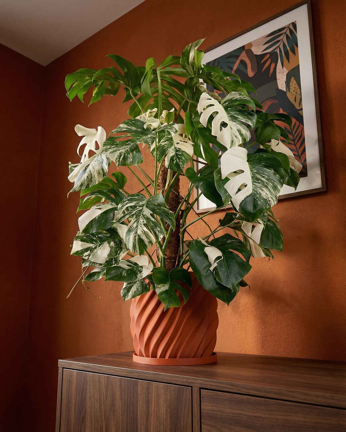 A Monstera Albo plant in a terracotta-colored planter pot with a spiral design, sitting on a wooden cabinet against an orange wall.