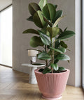A tall rubber plant in a pink, vertically ridged planter pot sits on a wooden floor next to a window. A small marble table with a lamp is visible in the background.