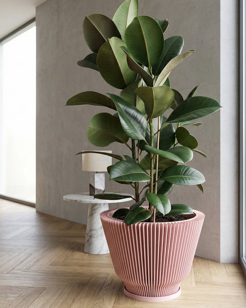 A tall rubber plant in a pink, vertically ridged planter pot sits on a wooden floor next to a window. A small marble table with a lamp is visible in the background.
