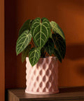 A pink planter pot with a textured surface, holding a green plant with white veins, sits on a wooden surface against an orange wall.