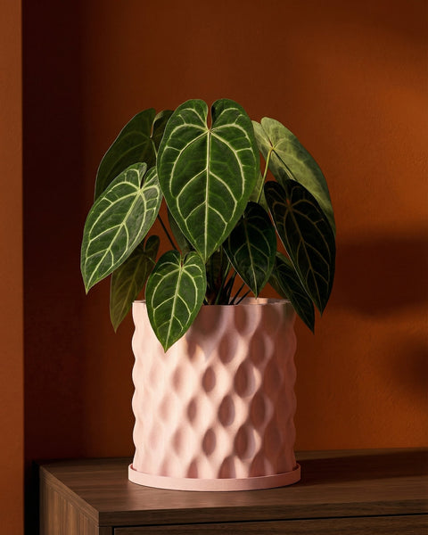 A pink planter pot with a textured surface, holding a green plant with white veins, sits on a wooden surface against an orange wall.