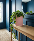 A pink ribbed planter pot sits on a wooden table, filled with a vibrant green plant with trailing vines. A round mirror hangs above.