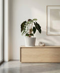 A white planter pot with a green plant sits on a dark wood table in a room with red walls.