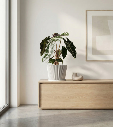 A white planter pot with a green plant sits on a dark wood table in a room with red walls.