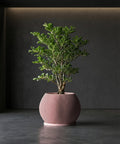 A small green tree in a pink, vertically striped planter pot sits on a dark gray surface against a dark gray wall.