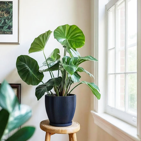 Deep Ocean Blue Coconut