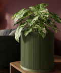 A green planter pot with a plant in it sits on a wooden table. The pot has a ribbed design and the plant has green and white leaves.