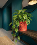 A Monstera adansonii plant in a textured, red planter pot sits on a rustic wooden bench against a teal wall.