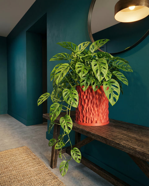A Monstera adansonii plant in a textured, red planter pot sits on a rustic wooden bench against a teal wall.