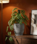 A gray planter with a Monstera adansonii plant sits on a wooden cabinet next to a framed picture.
