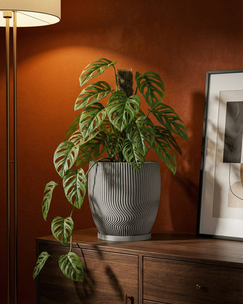 A gray planter with a Monstera adansonii plant sits on a wooden cabinet next to a framed picture.