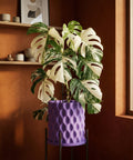 A variegated Monstera plant in a purple planter with a geometric design, sitting on a black metal stand.