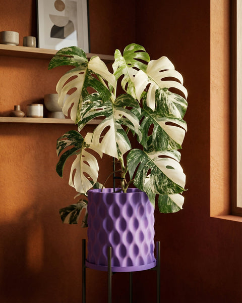 A variegated Monstera plant in a purple planter with a geometric design, sitting on a black metal stand.