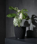 A Monstera plant with variegated leaves sits in a black woven planter pot on a dark surface, casting a shadow on the wall.