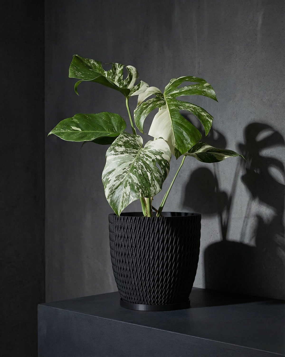 A Monstera plant with variegated leaves sits in a black woven planter pot on a dark surface, casting a shadow on the wall.