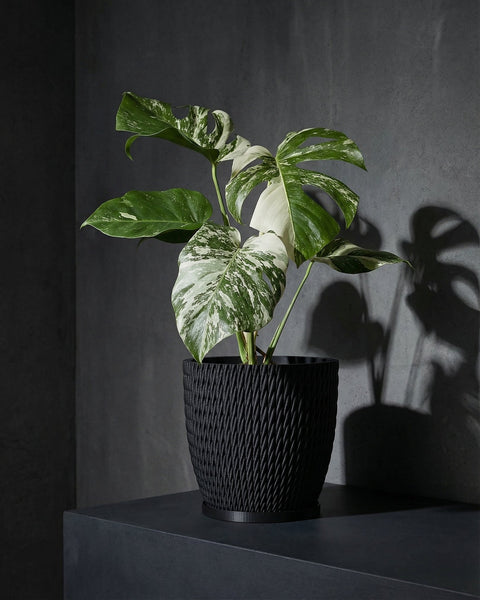 A Monstera plant with variegated leaves sits in a black woven planter pot on a dark surface, casting a shadow on the wall.