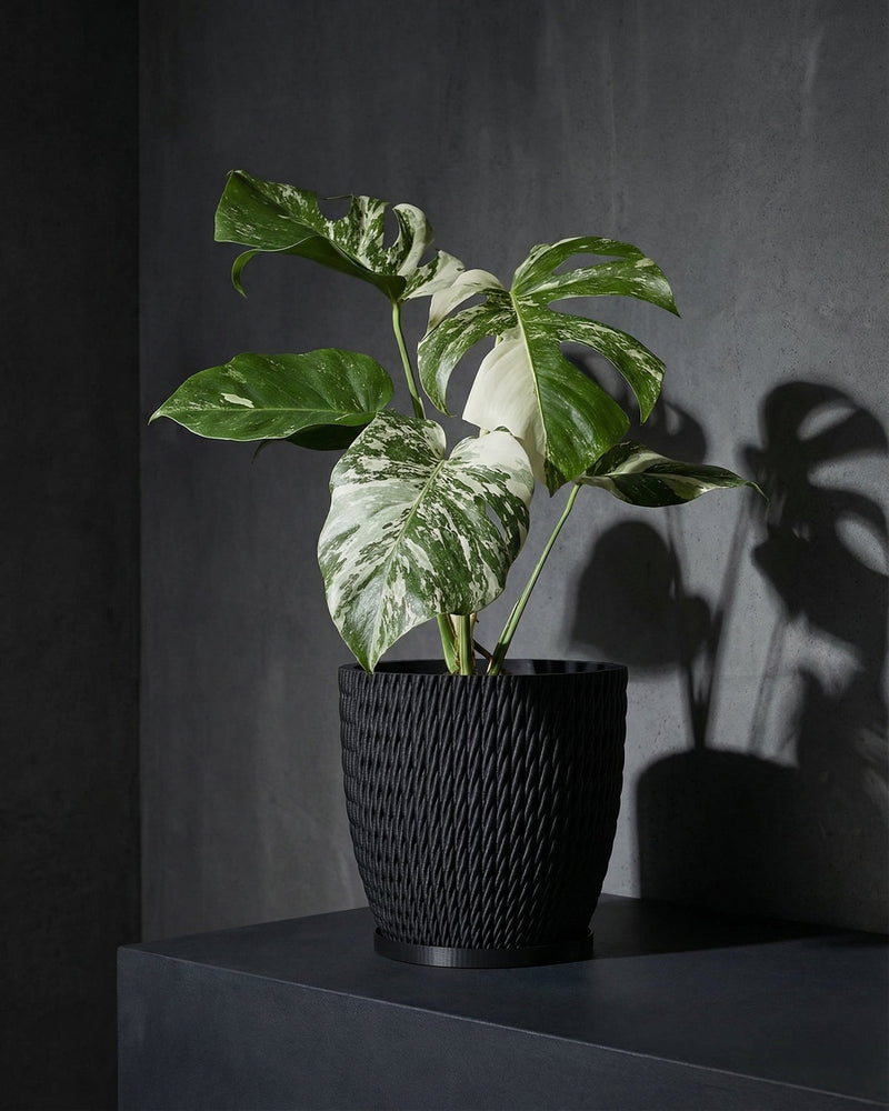 A Monstera plant with variegated leaves sits in a black woven planter pot on a dark surface, casting a shadow on the wall.