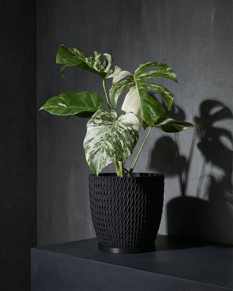 Planter Pot With Drainage, Saucer Included - Vine – Tectle