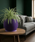 A purple planter pot with a spider plant sits on a wooden table in front of a gray couch and a dark green wall.