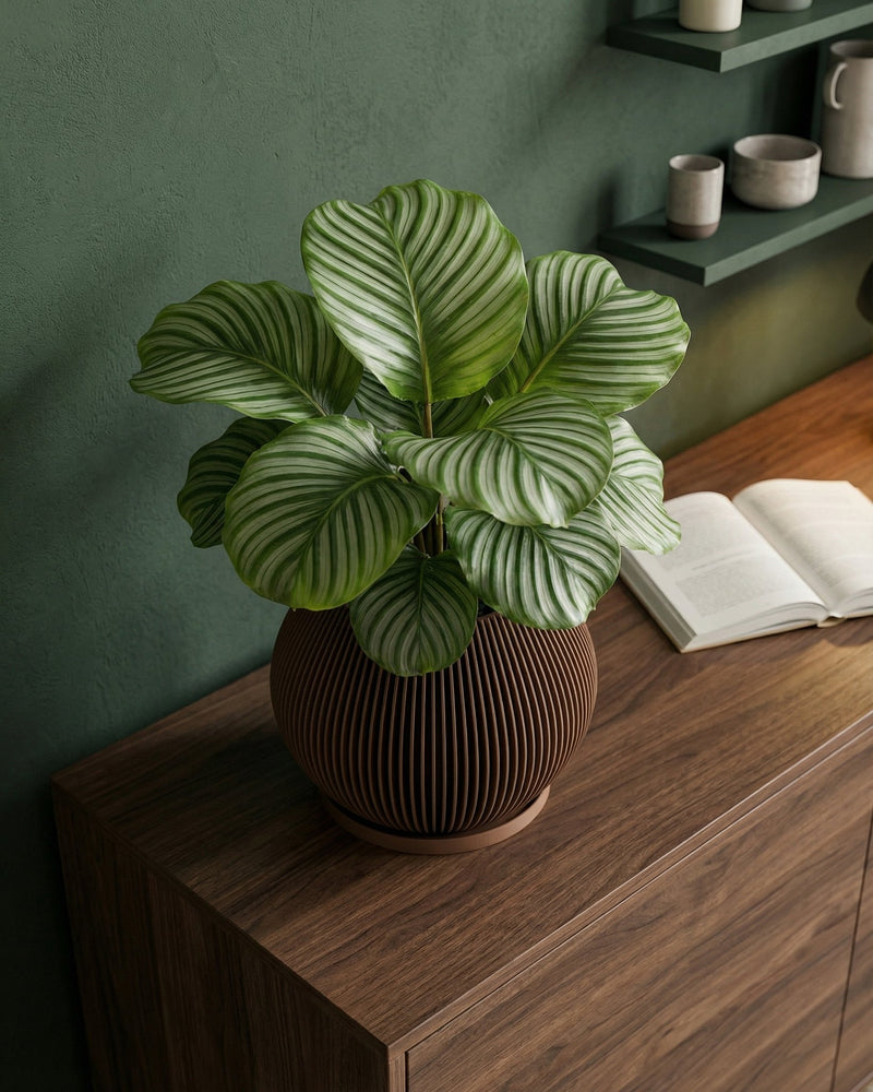 A green pothos plant sits in a brown, vertically-striped planter pot on a concrete table. The pot has a matching saucer. The background features a bright, modern living room with sheer curtains, a gray sofa, and a built-in bookshelf.