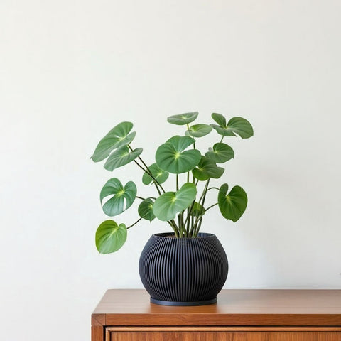 Deep Ocean Blue Melon