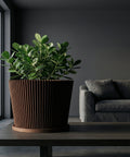 A rubber plant sits in a brown, textured planter pot on a round wooden table in a blue-toned room.