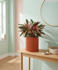 A vibrant pothos plant cascades from a textured terracotta planter, adding a touch of nature to a cozy living space.