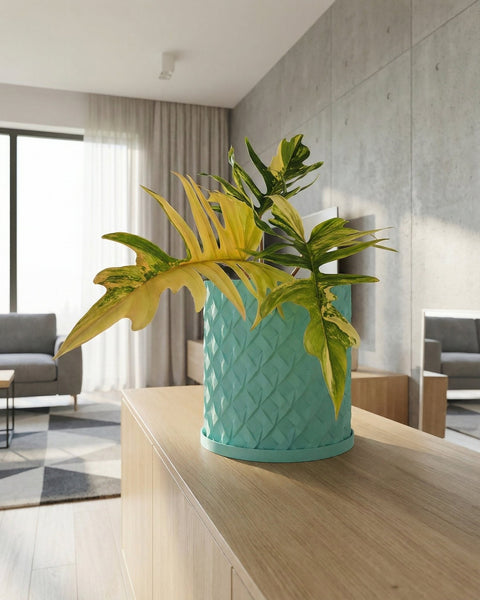 A rubber plant in a light blue planter pot sits in a living room with a gray couch and a yellow wall.