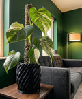 A Monstera plant in a black, spiraled planter pot sits on a wooden table, with a gray couch and green wall in the background.
