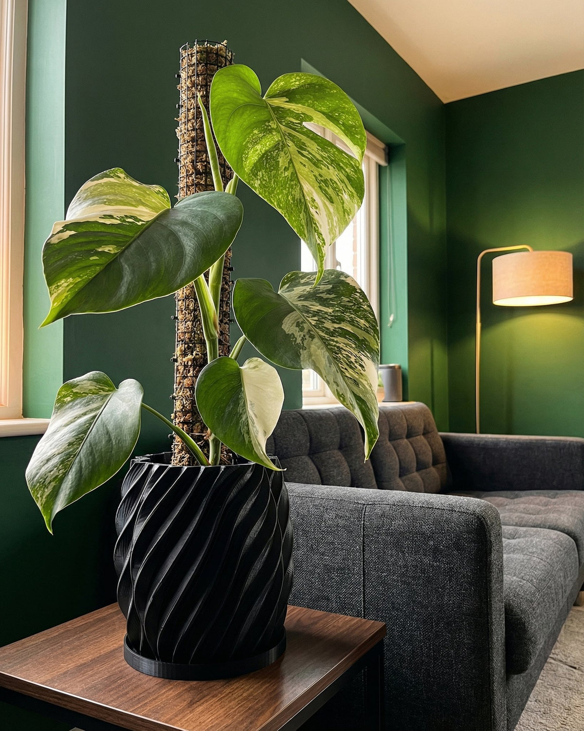 A Monstera plant in a black, spiraled planter pot sits on a wooden table, with a gray couch and green wall in the background.
