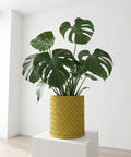A Monstera plant in a yellow woven planter pot sits on a white pedestal against a white wall.